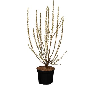 Japanische Mandelkirsche (Prunus tomentosa) im Topf, ca. 50-70 cm hoch, Zierkirsche mit weißen Blüten.
