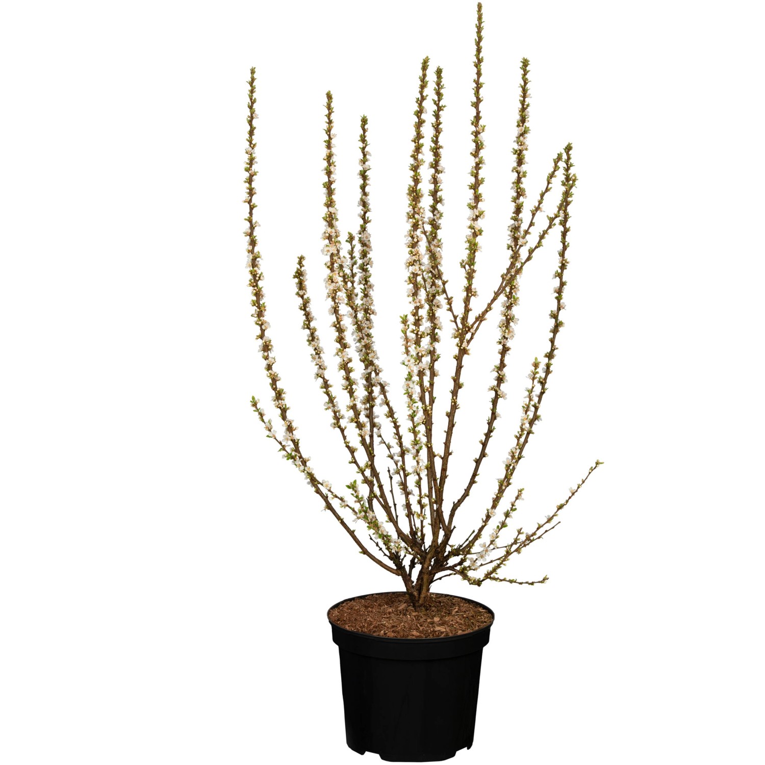 Japanische Mandelkirsche Höhe ca. 50 - 70 cm Topf ca. 7,5 l Prunus tomentos günstig online kaufen