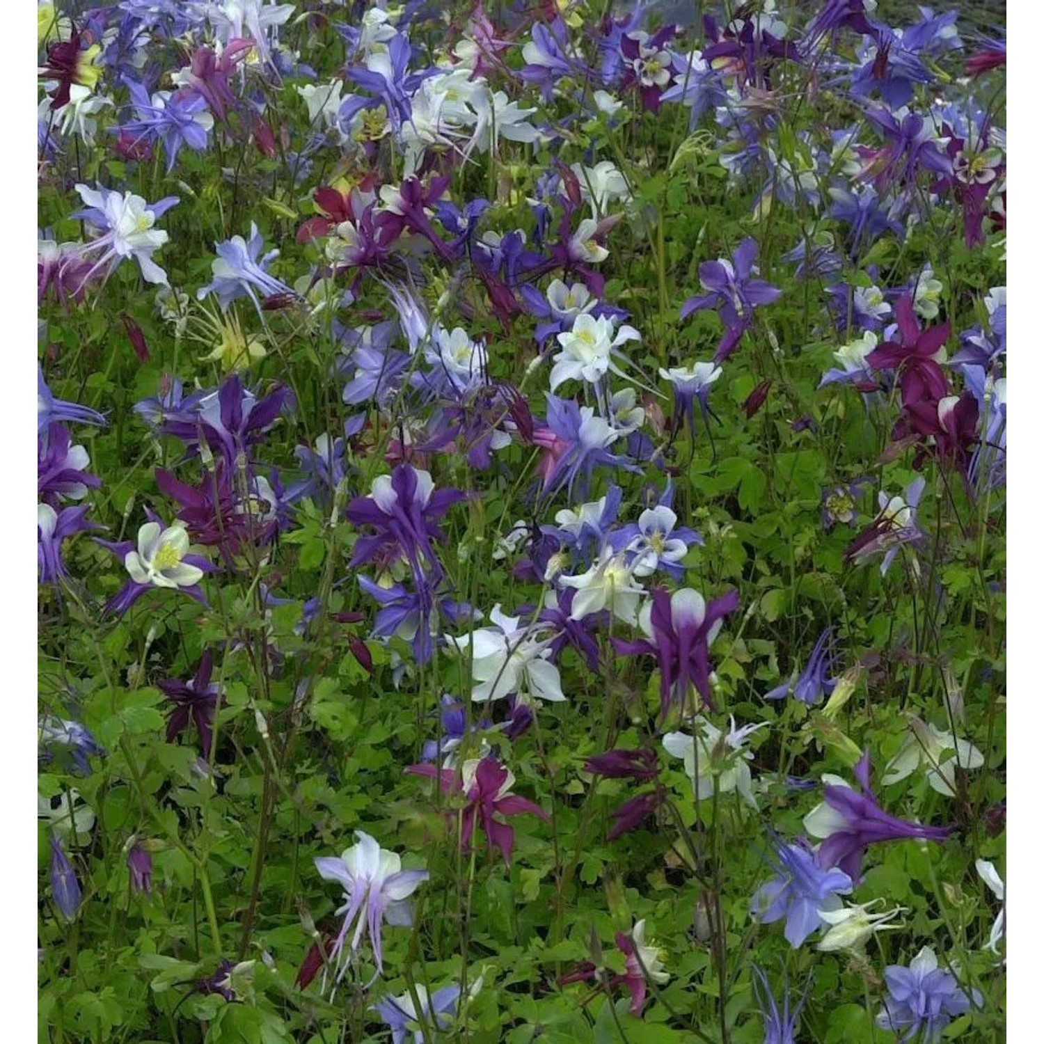 Akelei Biedermeier - Aquilegia caerulea