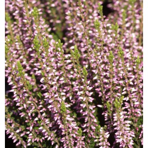 Nahaufnahme der rosa Knospenheide Gardengirls Alica (Calluna vulgaris), winterharte Sträucher.