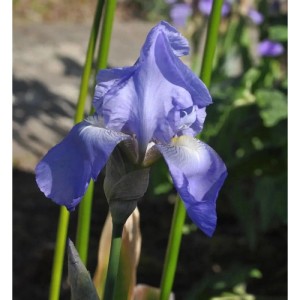 Schwertlilie Jane Philipps - Iris barbata