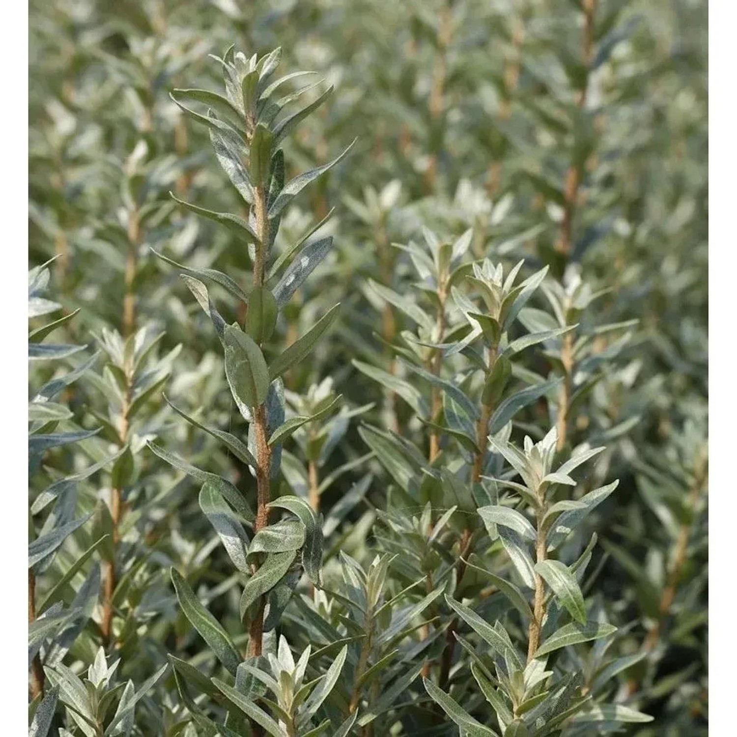 männlicher Zwerg Sanddorn Hikul 30-40cm - Hippophae rhamnoides