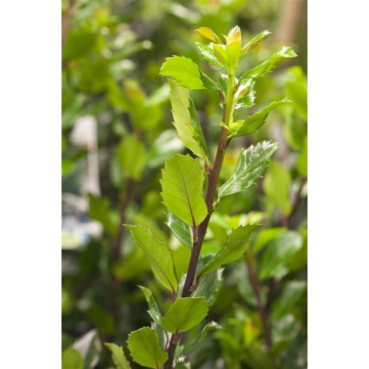 Ilex meserveae 'Blue Prince' -R- 60 - 80 cm günstig online kaufen
