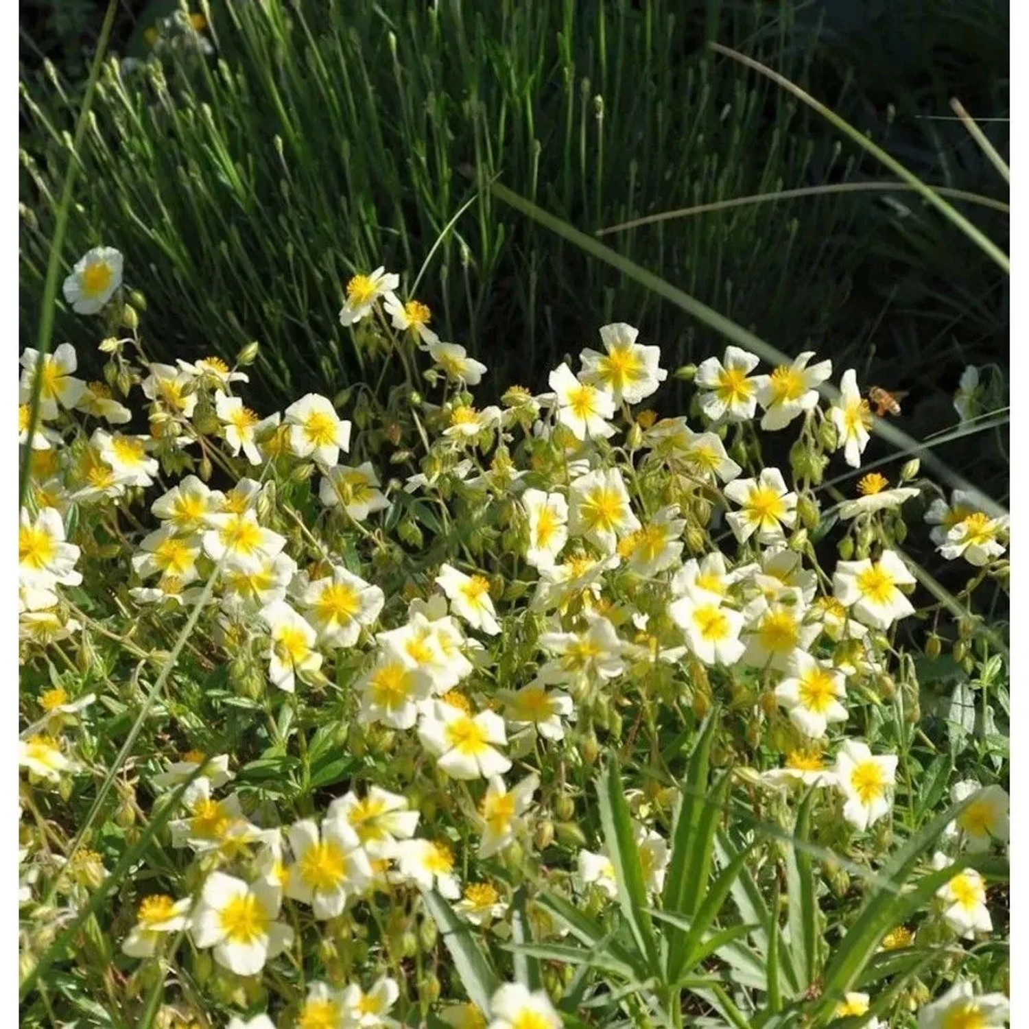 Sonnenröschen Cornish Queen - Helianthemum