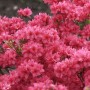 Üppige, pinkfarbene Japanische Azalee Hot Shot Variegated (Rhododendron obtusum) im Detail.