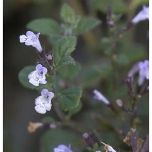 Kleinblättrige Bergminze Blue Cloud - Calamintha nepeta