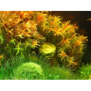 Dennerle Didiplis Diandra Aquariumpflanze In-Vitro mit feinen, rötlichen Blättern im Aquarium.