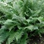 Grüner Dryopteris Filix-Mas Mexico Wurmfarn, eine robuste Staude für halbschattige Standorte.