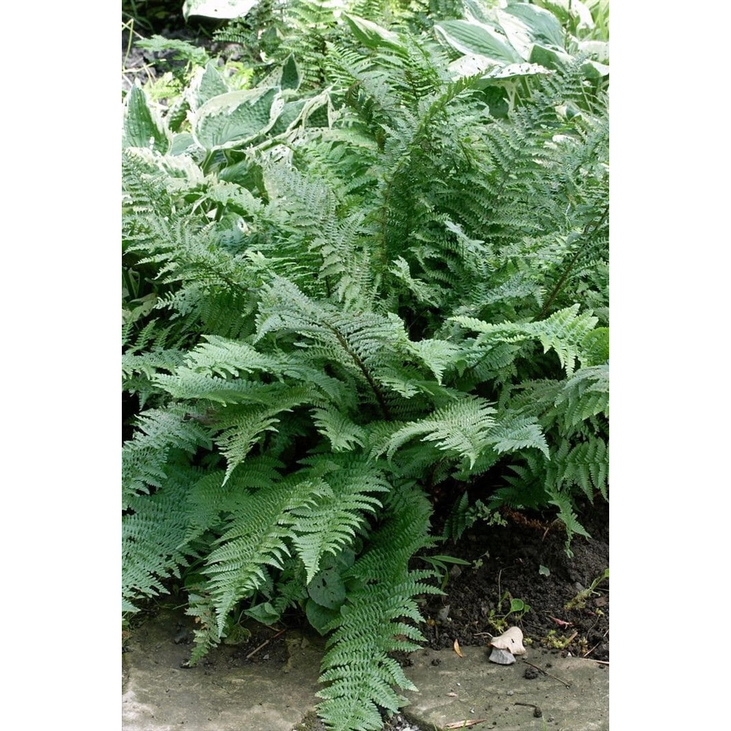 Dryopteris Filix-Mas Mexico Wurmfarn 30-40 cm günstig online kaufen