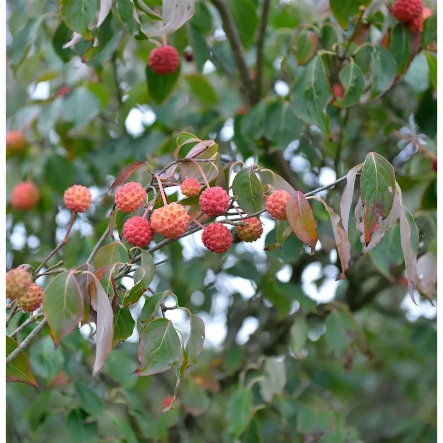 Japanischer Blumenhartriegel Red Whirlwind 60-80cm - Cornus kousa