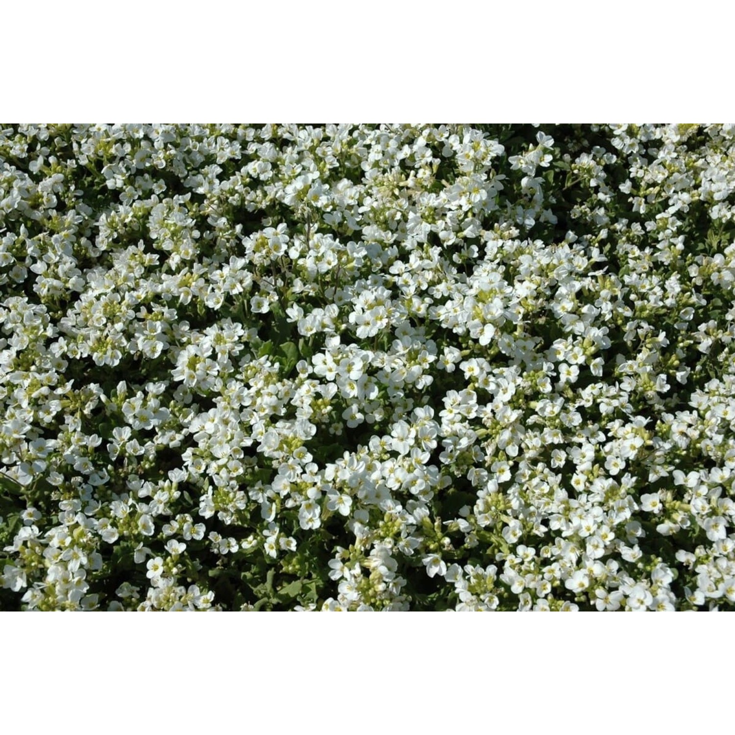 Arabis Caucasica Schneehaube Gänsekresse Weiß Ca. 9x9 cm Topf günstig online kaufen