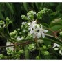 Nahaufnahme des blühenden Sieben Söhne des Himmels Strauchs (Heptacodium miconioides).