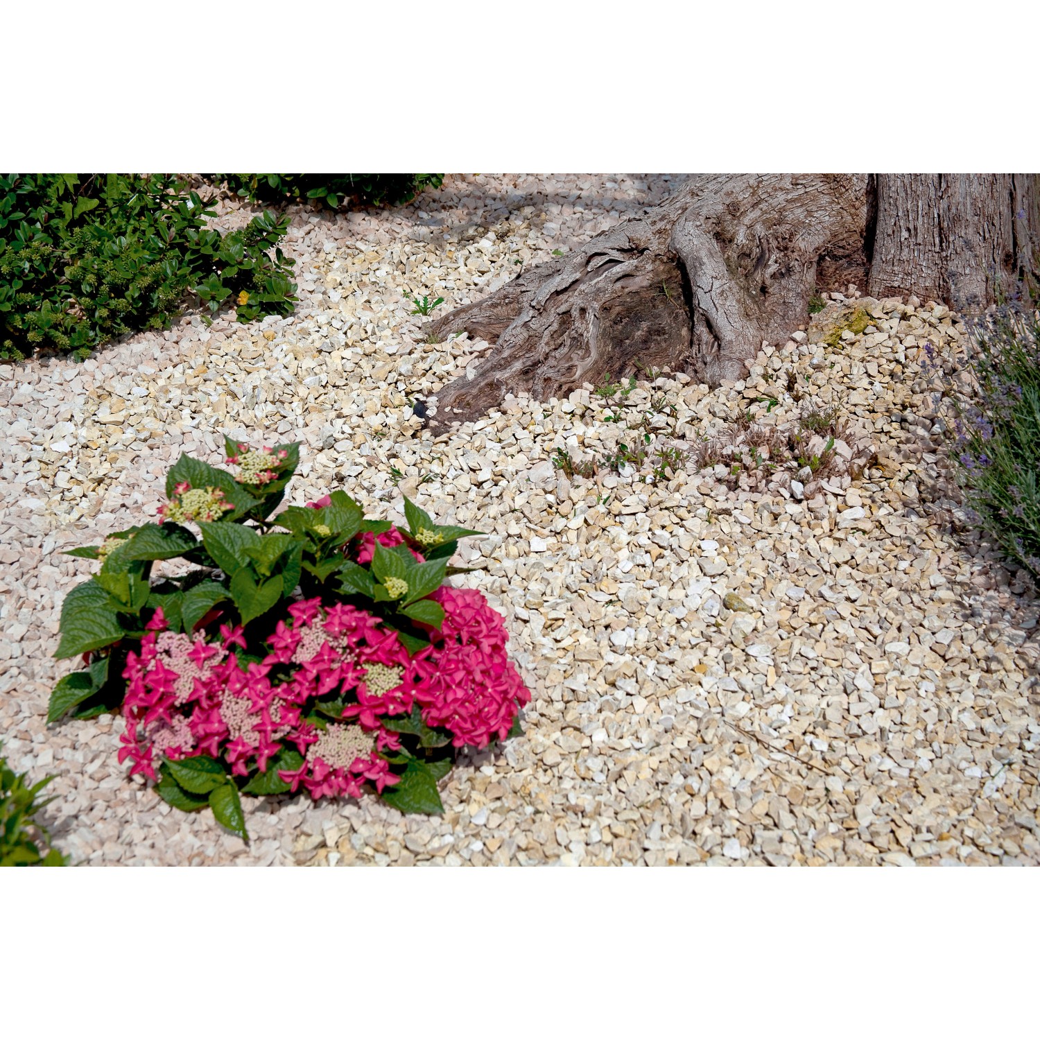 Beige-gelber Ziersplitt Yellow Sun (8-16 mm) im Garten, umrandet Baum und Hortensie.