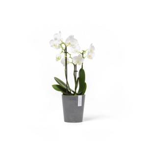 Ecopots Morinda Pflanztopf, grau, 11x12,4cm, mit weißer Orchidee. Ideal für Innen- und Außenbereich.