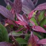 Detailaufnahme der Traubenheide Leucothoe Little Flames mit roten und grünen Blättern.