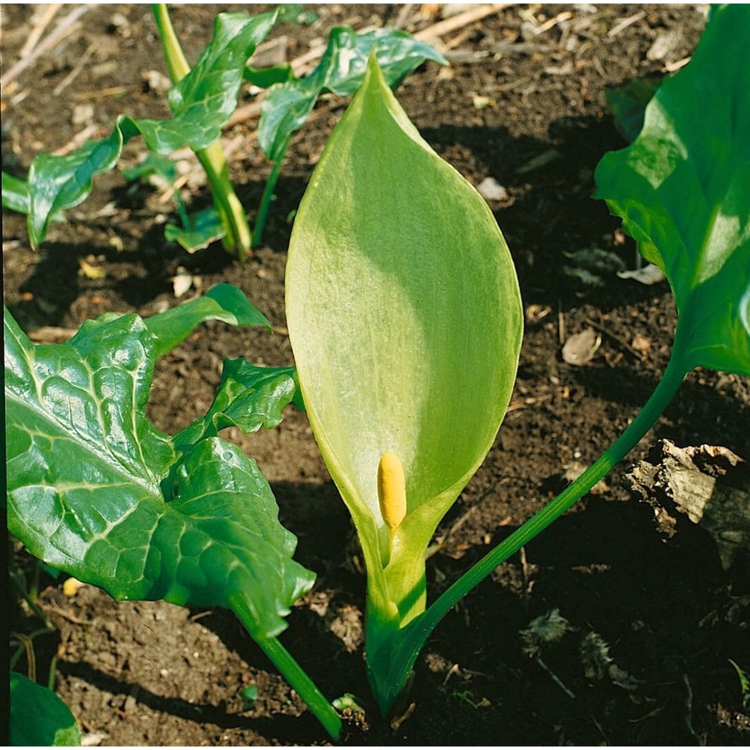 Arum Maculatum Gefleckter Aronstab Ca. 9x9 cm Topf günstig online kaufen