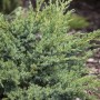 Kompakter, grüner Kriech-Wacholder Juniperus Horizontalis Andorra Compact, 20-30 cm hoch.
