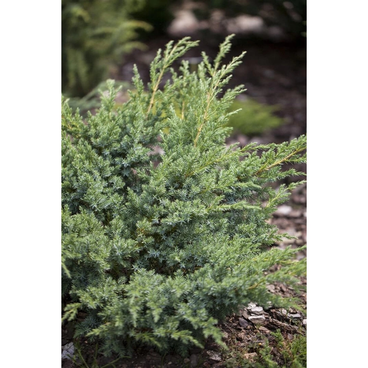 Juniperus Horizontalis Andorra Compact Kriech-Wacholder 20–30 cm günstig online kaufen
