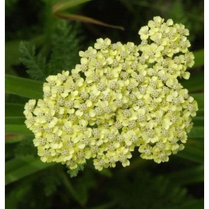 Nahaufnahme der gelben Blütenstände der Schafgarbe Anthea (Achillea millefolium).