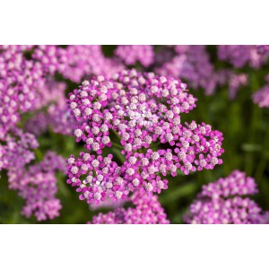 Nahaufnahme der lila blühenden Schafgarbe 'Lilac Beauty' im 9x9 cm Topf.