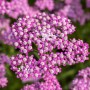 Nahaufnahme der lila blühenden Schafgarbe 'Lilac Beauty' im 9x9 cm Topf.