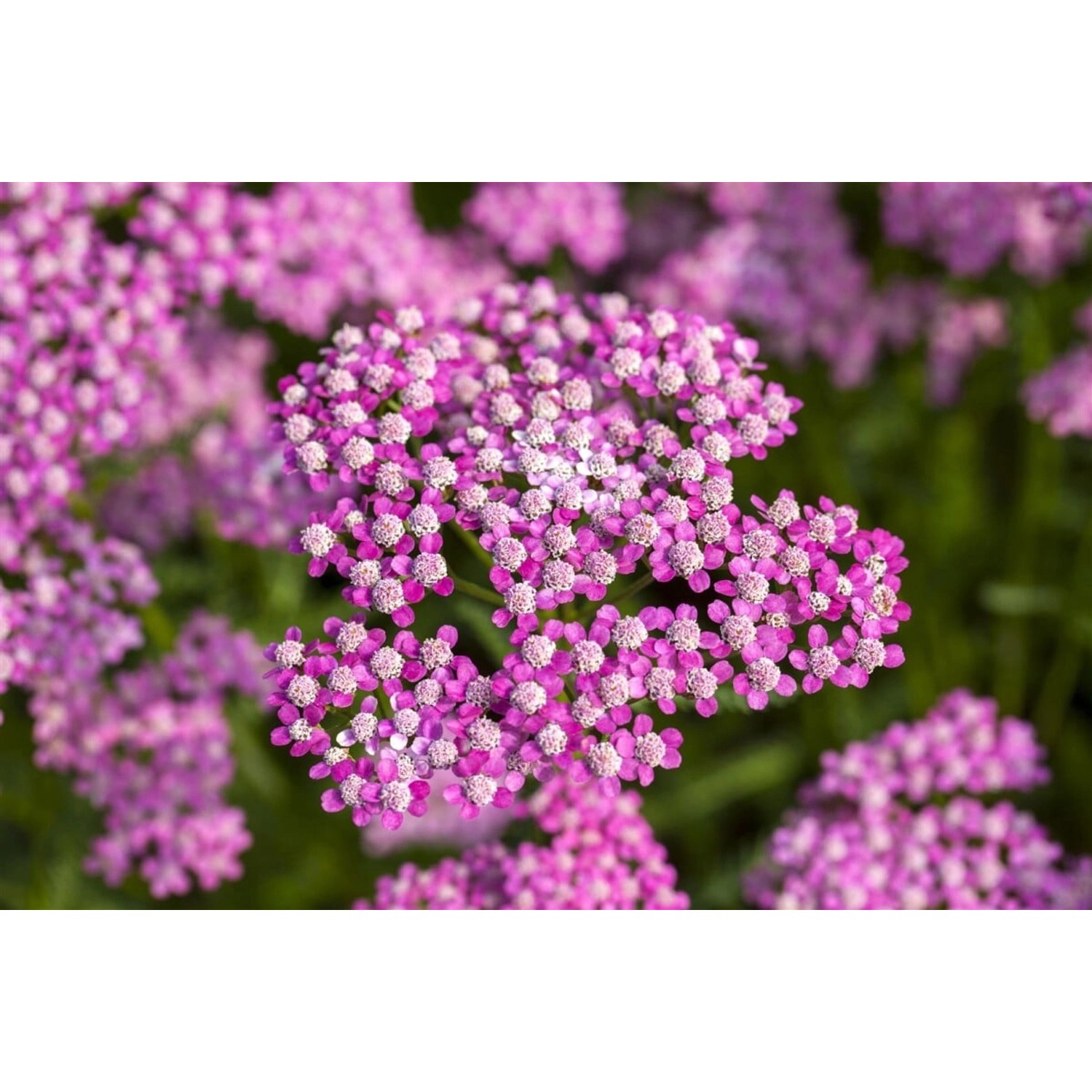 Achillea Millefolium Lilac Beauty Schafgarbe Ca. 9x9 cm Topf günstig online kaufen