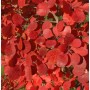 Nahaufnahme des roten Laubs eines Perückenstrauchs (Cotinus coggygria) der Sorte Flamissimo.