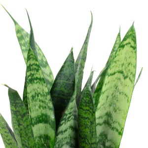 2er-Set Sansevieria 'Black Coral', pflegeleichter Bogenhanf mit dunkelgrünen Blättern.