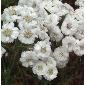 Nahaufnahme der weißen Blüten der Sumpfschafgarbe (Achillea ptarmica).