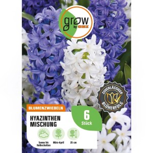 GROW by OBI Hyazinthen Mischung 6 Stück Hyacinthus Mix