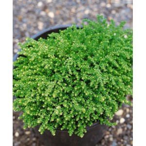 Sedum Acre Aureum im Topf, ein gelber Mauerpfeffer Bodendecker für sonnige Standorte.