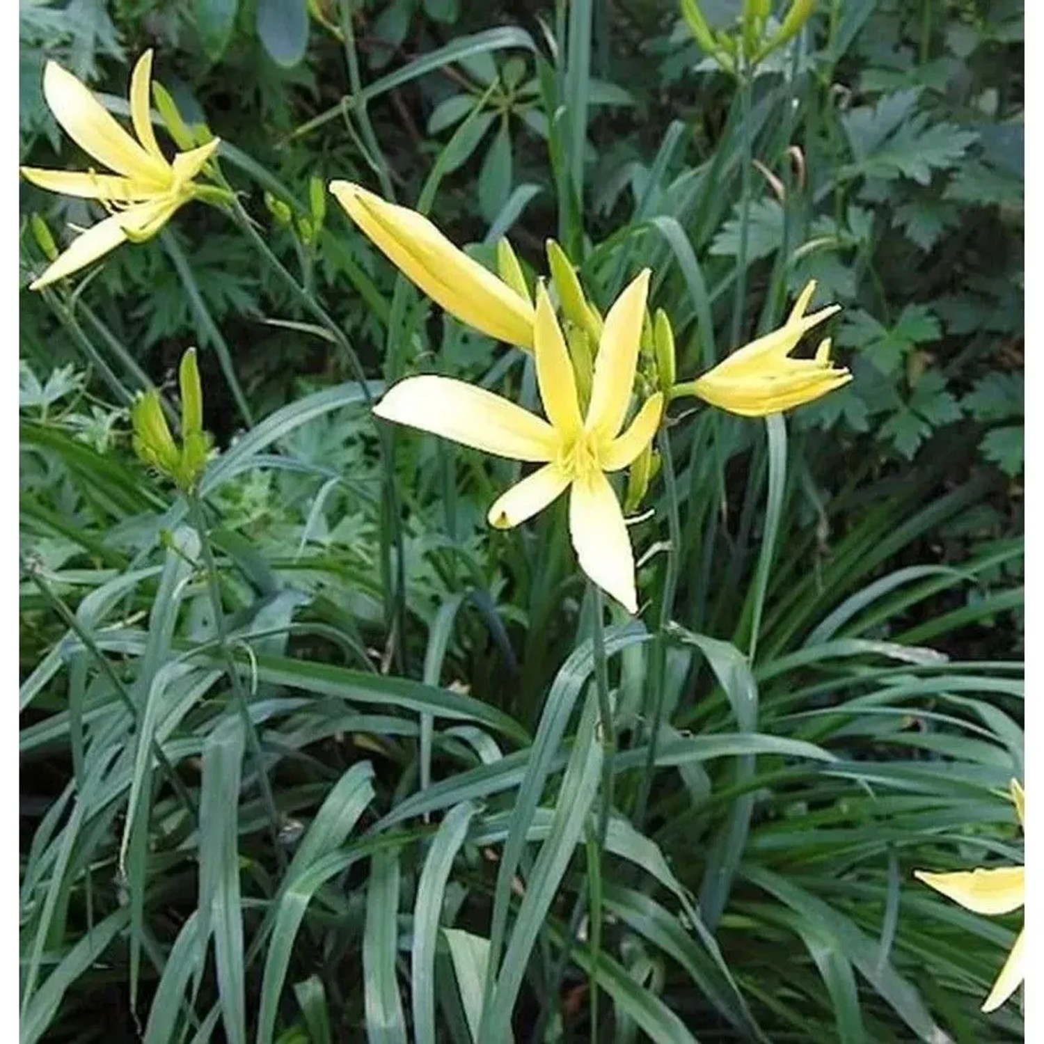 Dufttaglilie Baroni - Hemerocallis citrina