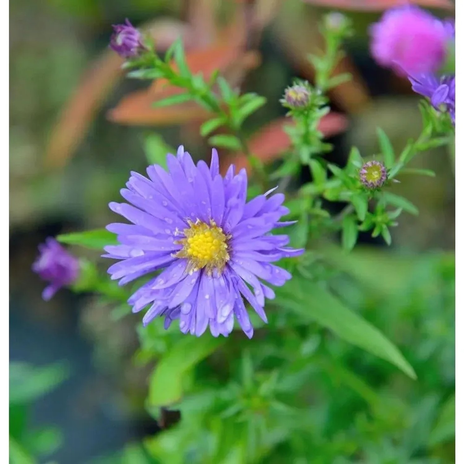 Rauhblattaster Zauberspiel - Aster novi belgii