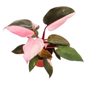 Exotenherz Philodendron Pink Princess im 12cm Topf, Blätter pink und dunkelgrün.