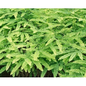 Pfauenradfarn Adiantum Pedatum Imbricatum im 9x9 cm Topf, grüne Staude mit filigranen Blättern.