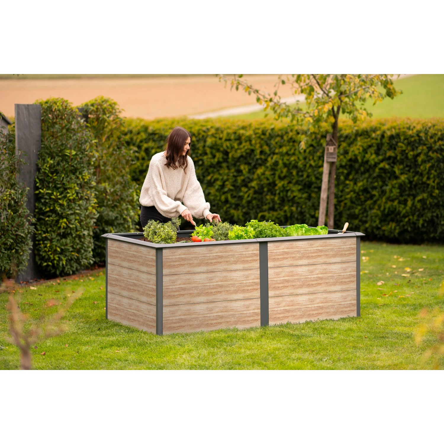 Westmann Hochbeet Primus-Multi, 2x1m, anthrazit/holzoptik. Frau bepflanzt das Metall-Hochbeet im Garten.