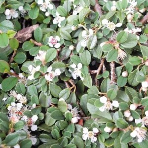 6 x Teppichmispel 'Streibs Findling' Cotoneaster Procumbens Topf 9cm Kompakt Wachsend