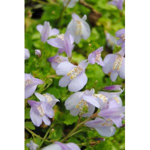 Blühender, blauer Mazus Reptans Bodendecker im 9x9 cm Topf, Nahaufnahme.