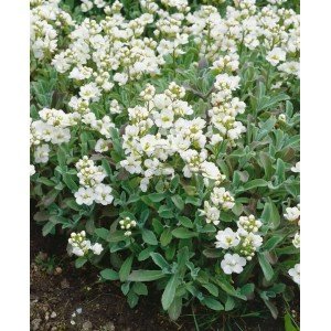 Gänsekresse 'Plena' mit dichten, weißen Blüten und graugrünem Laub, ideal als Bodendecker.