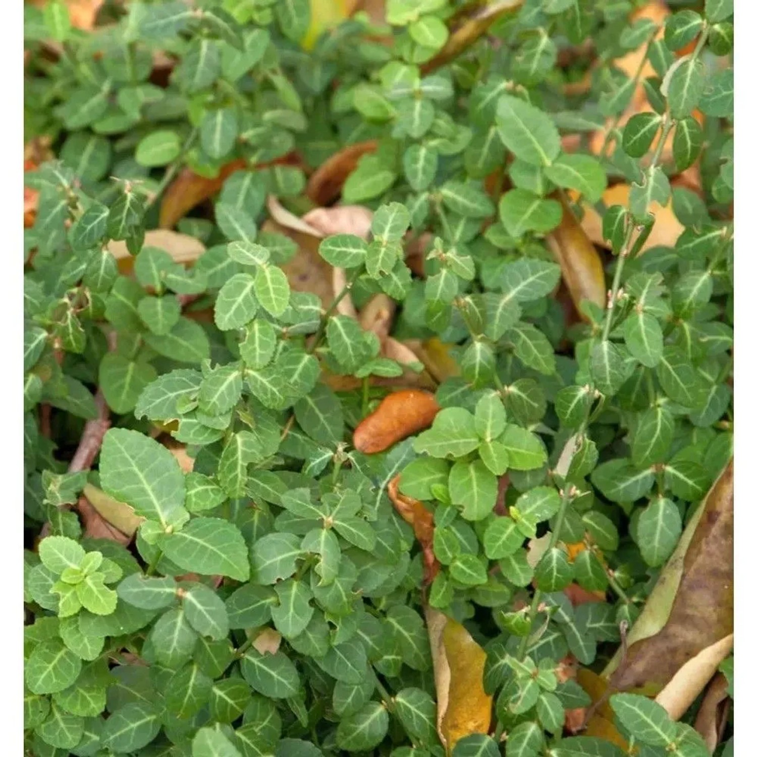Kriechspindel Coloratus 20-30cm - Euonymus fortunei