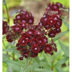 Dunkelrote Bartnelke Sooty (Dianthus barbatus) mit kleinen, runden Blüten und grünen Blättern.