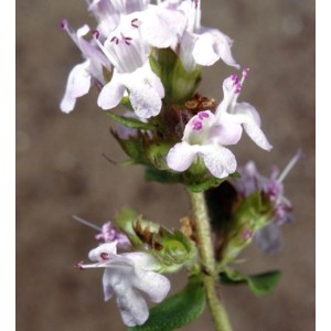 Weisser Polsterthymian - Thymus praecox