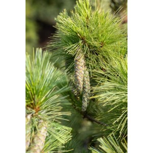 Nahaufnahme einer Mazedonischen Kiefer (Pinus Peuce) mit Zapfen und grünen Nadeln.