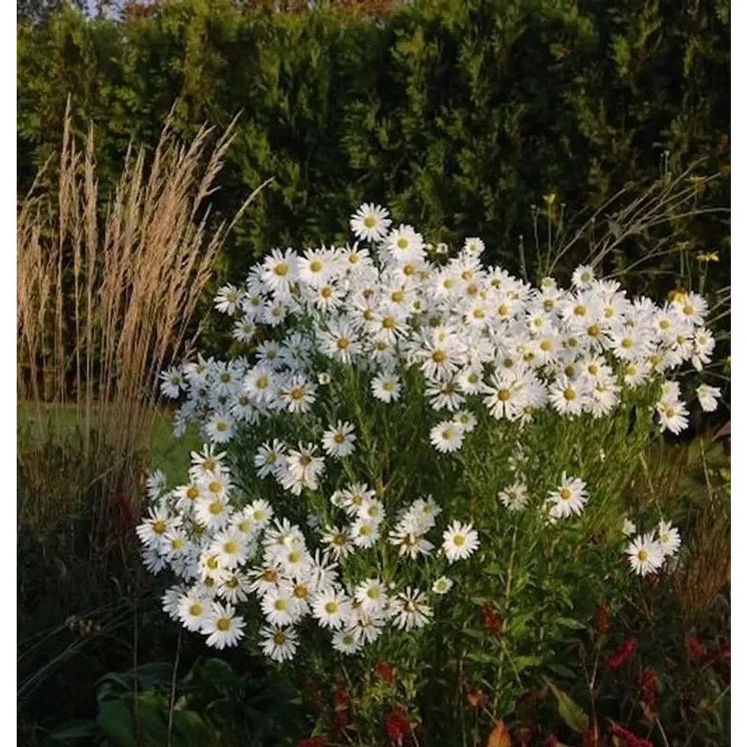 Oktober Margerite Herbststern - Leucanthemella serotina