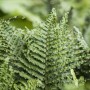 Detailaufnahme des grünen Frauenfarns (Athyrium filix-femina) mit filigranen Wedeln.