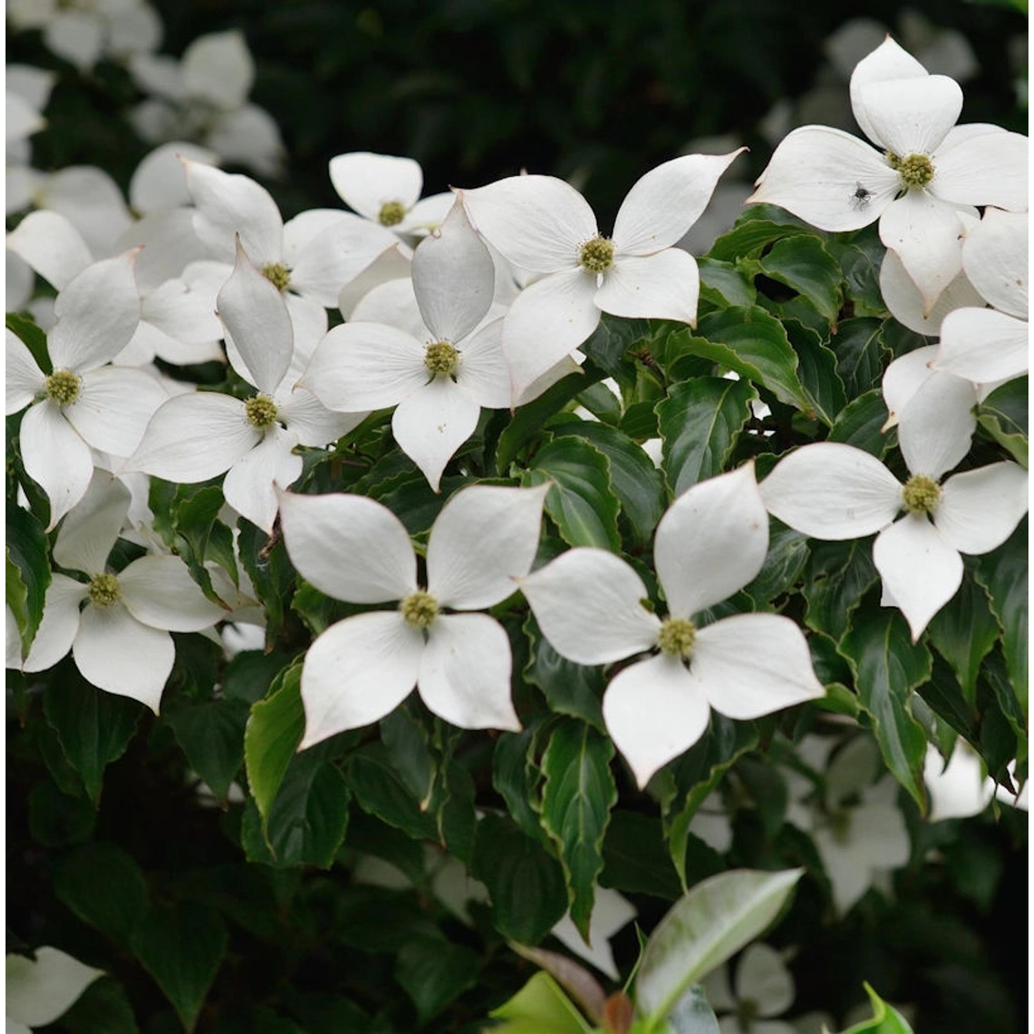 Japanischer Blumenhartriegel Summer Sky Tree 40-60cm - Cornus kousa günstig online kaufen