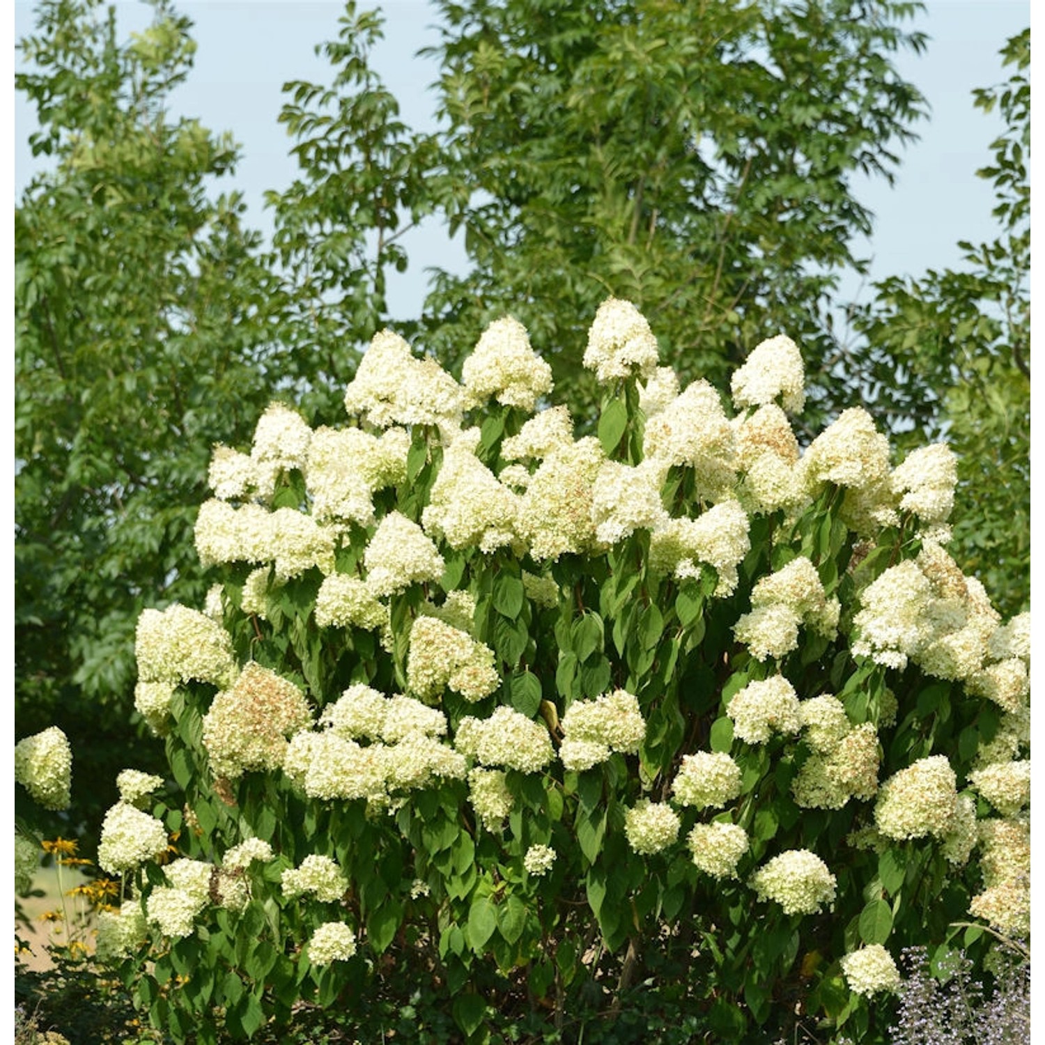 Rispenhortensie Skyfall 80-100cm - Hydrangea paniculata günstig online kaufen