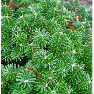 Detailaufnahme der Zwerg-Koreatanne Tundra (Abies koreana) mit grünen Nadeln.