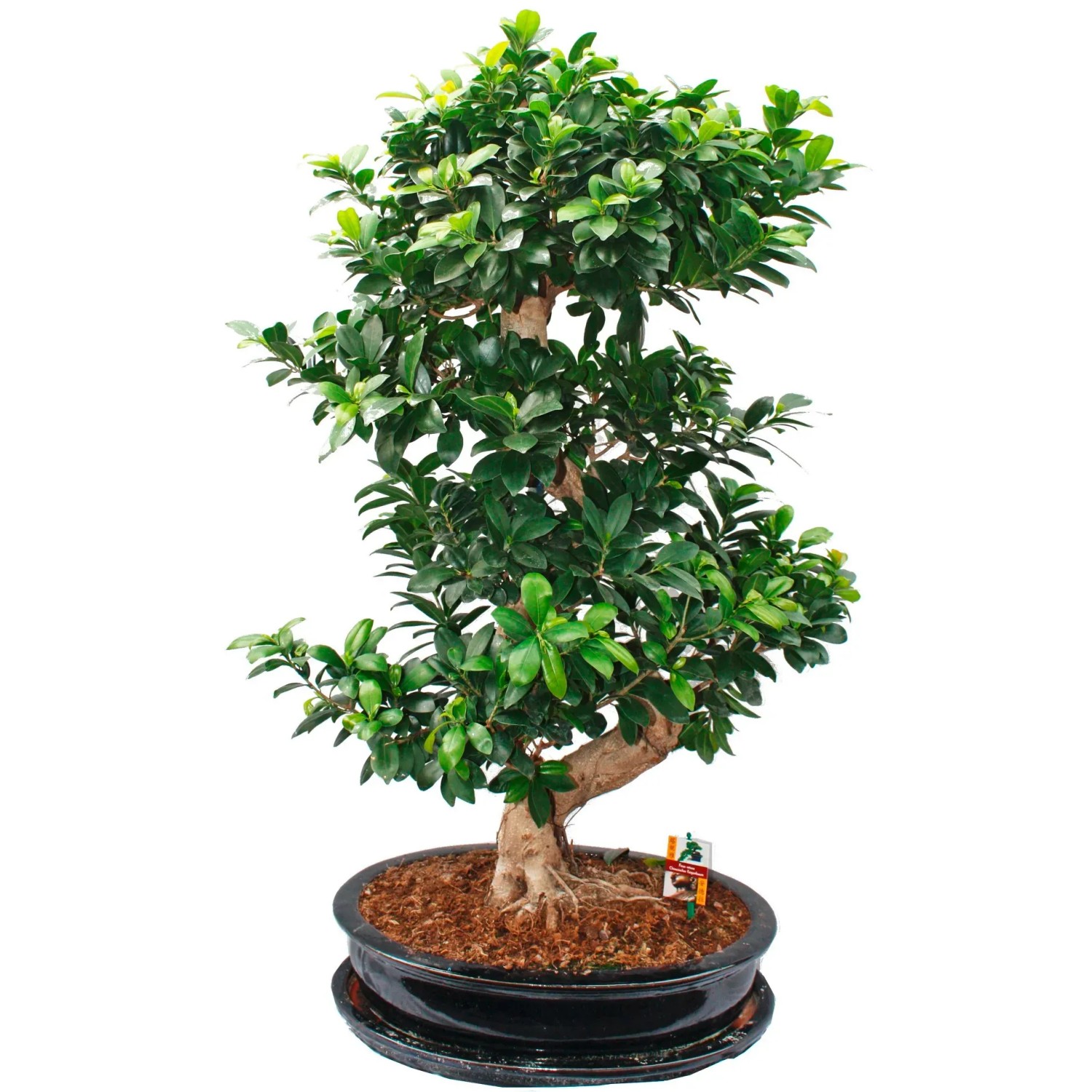 fargesia mit dicken halmen Fargesia nitida 'Black Pearl' / Schwarzer Bambus main image 0