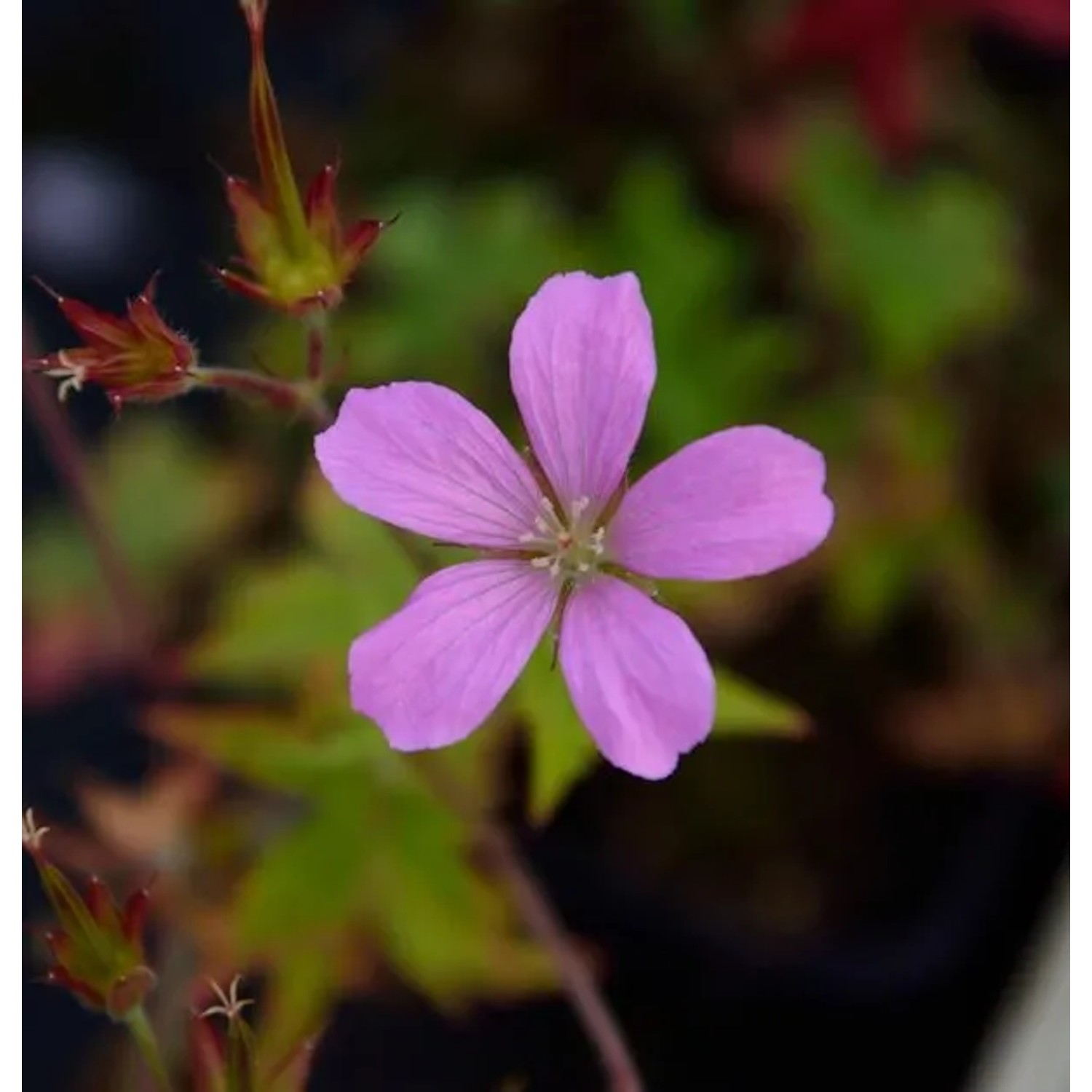 Storchenschnabel Betty Catchpole - Geranium oxonianum